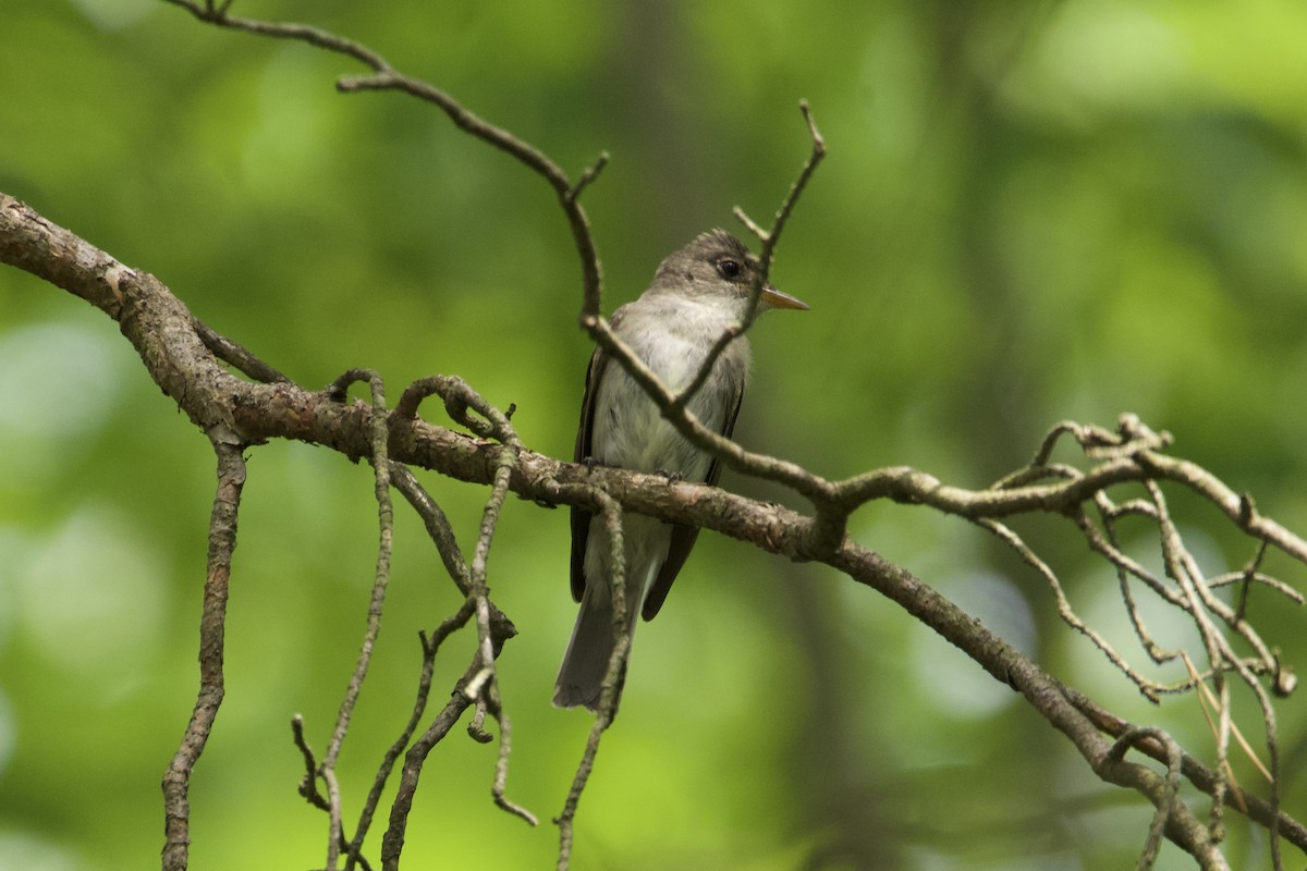 Eastern Wood-Pewee - Greg Hertler