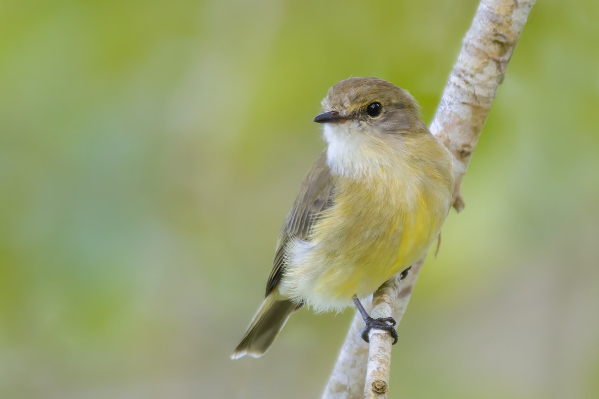 Lemon-bellied Flyrobin - ML588275031