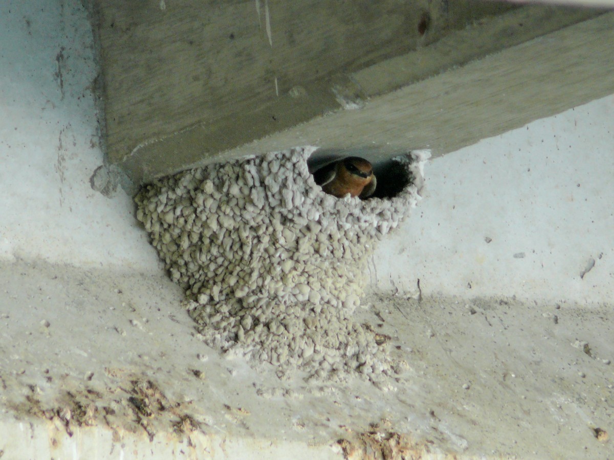 Cave Swallow (Caribbean) - Brennan Mulrooney