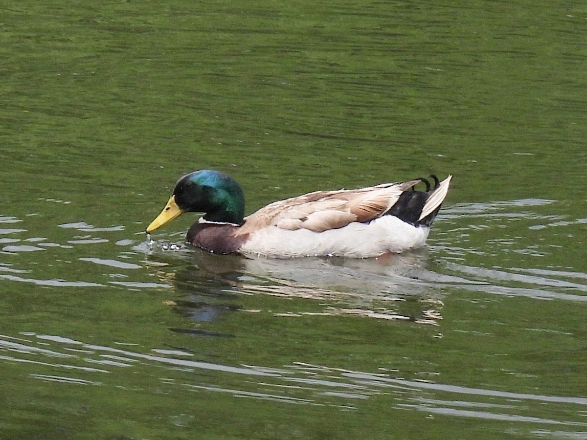 Mallard - Ed Daniels