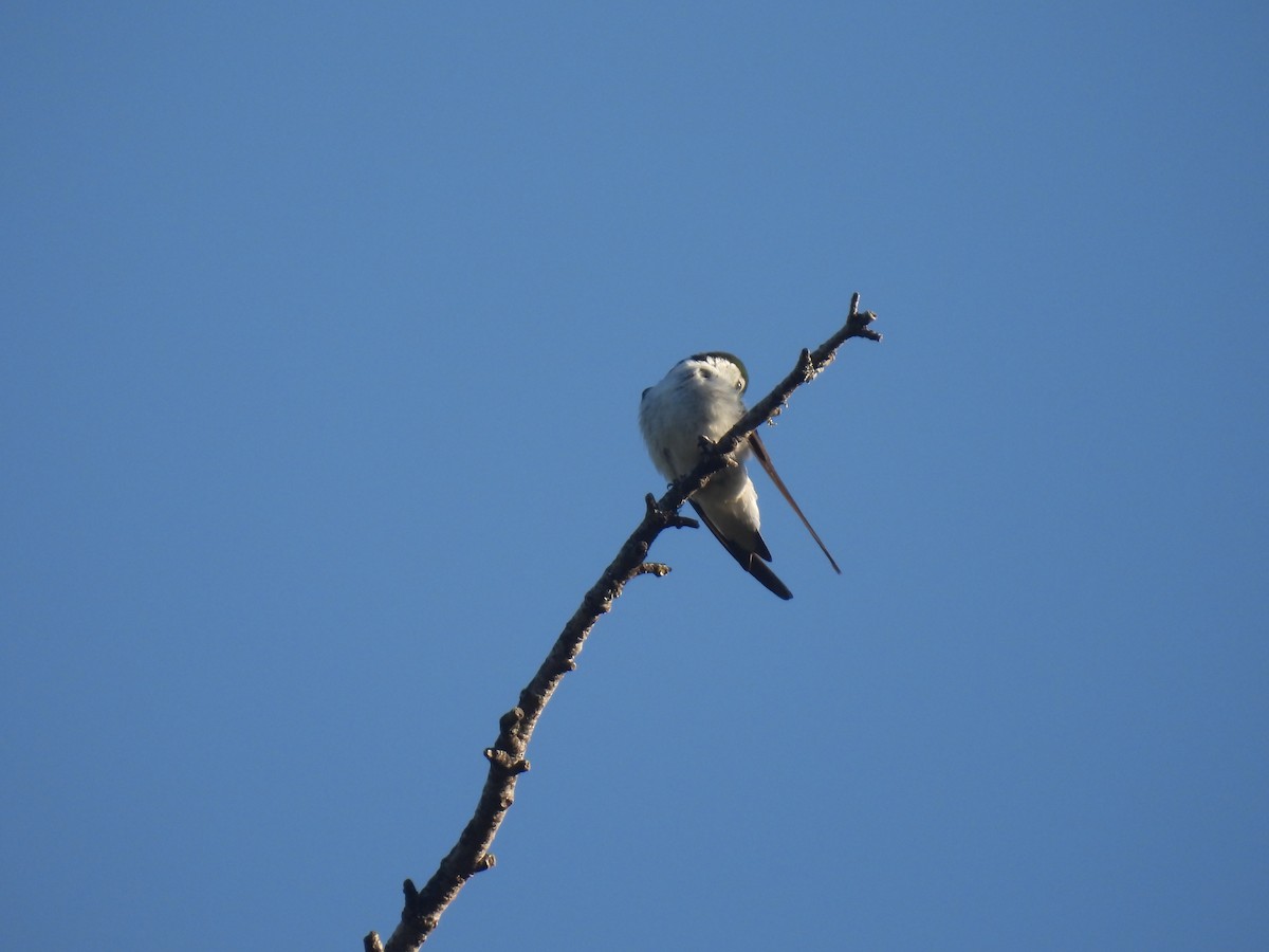 Hirondelle à face blanche - ML588276161