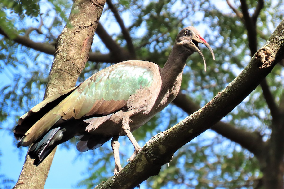 Hadada Ibis - ML588277311