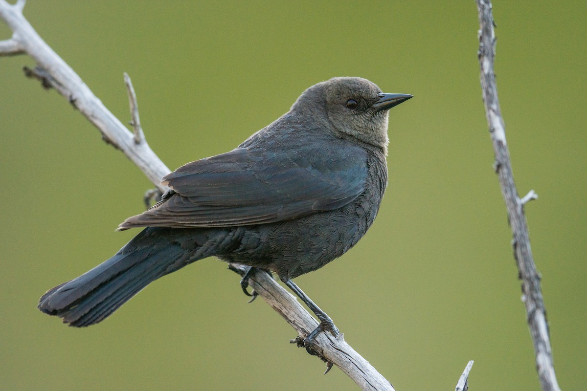 Brewer's Blackbird - Jeff Bleam