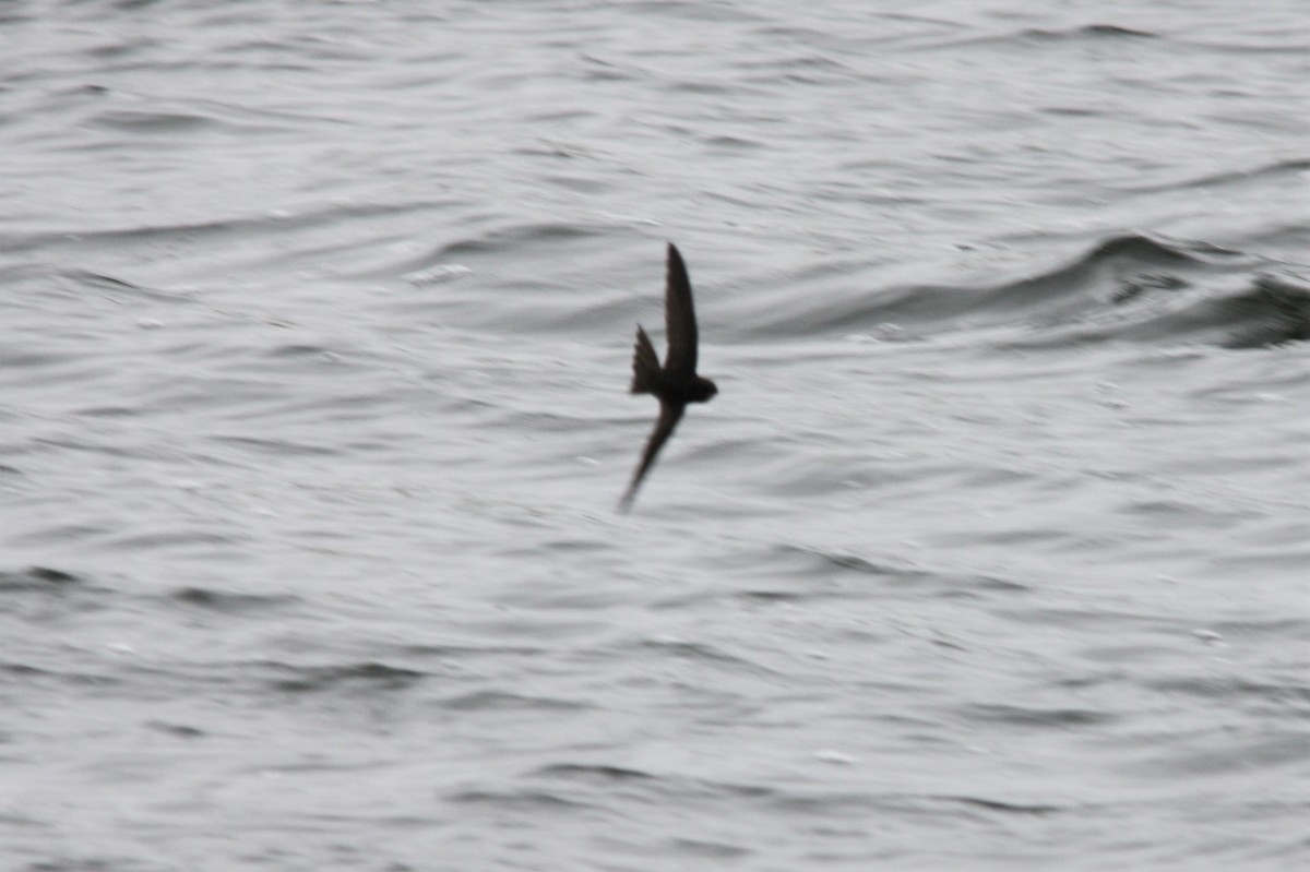 Common Swift - ML58827871