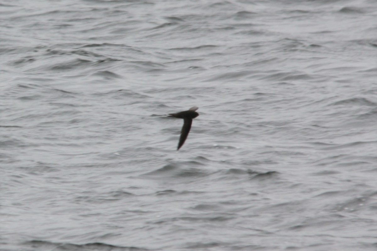 Common Swift - ML58827951