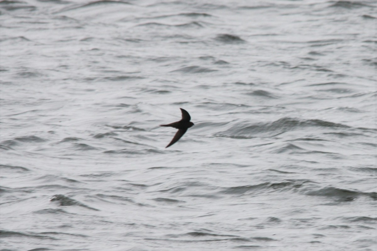 Common Swift - ML58827981