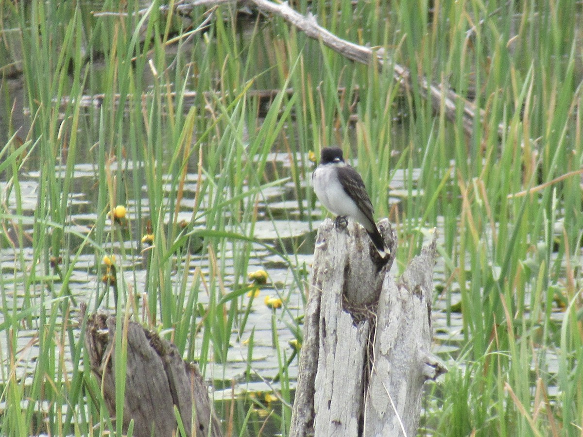 Eastern Kingbird - Anne St-Jean