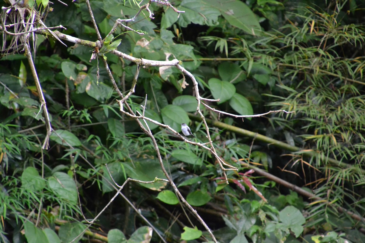 Torrent Tyrannulet - Diego Segura