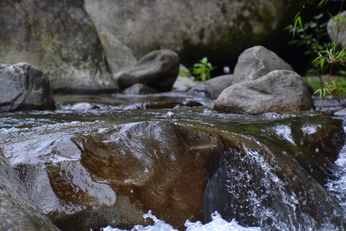 Torrent Tyrannulet - Diego Segura