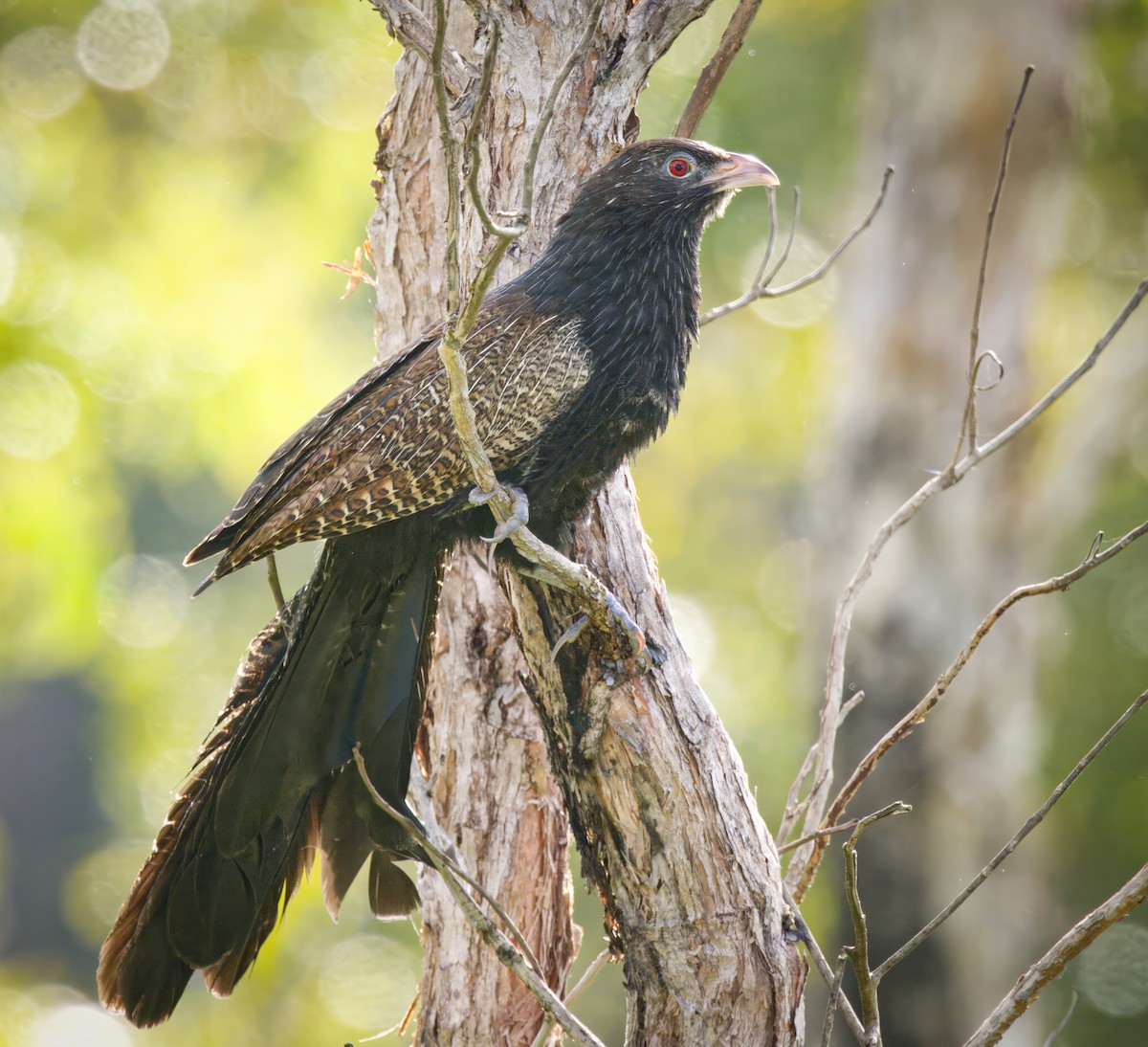 Pheasant Coucal - ML588280921