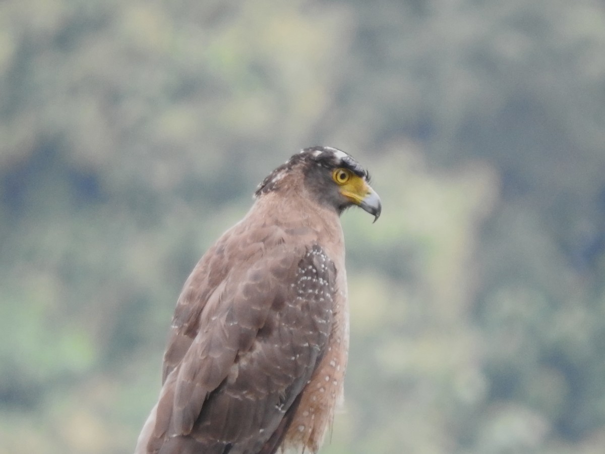 Crested Serpent-Eagle - ML588281371