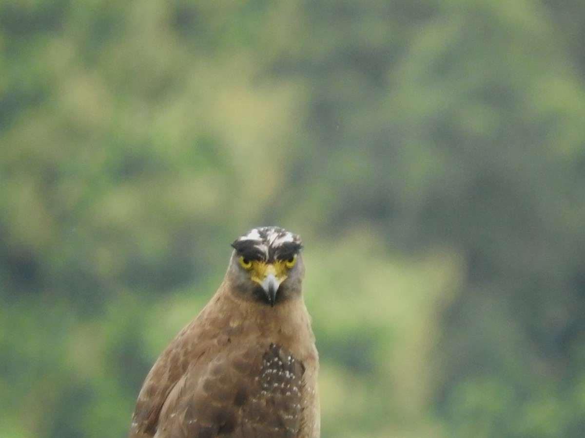 Crested Serpent-Eagle - ML588281381