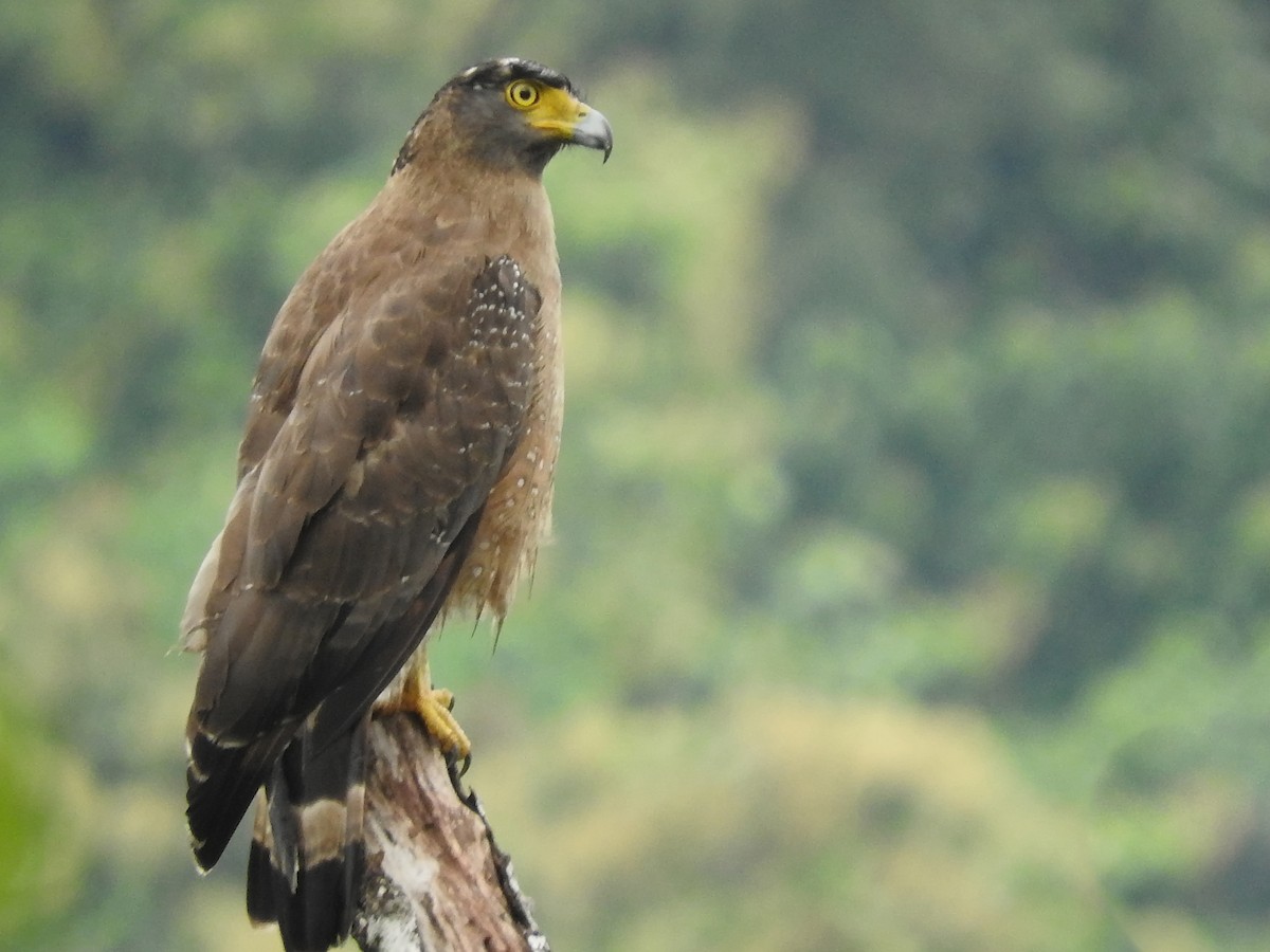 Crested Serpent-Eagle - ML588281391