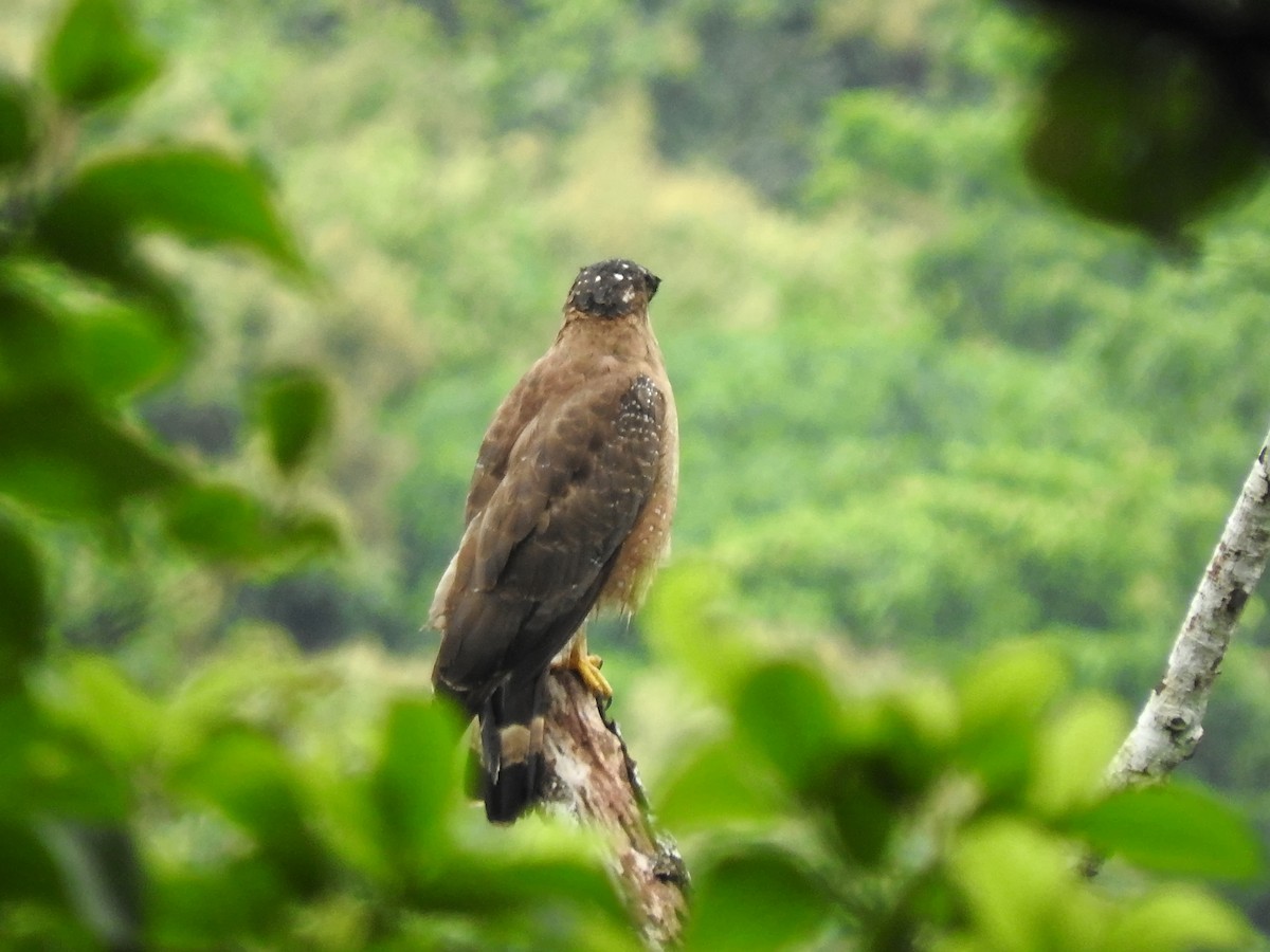Crested Serpent-Eagle - ML588281401