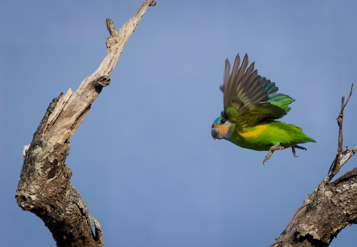 Double-eyed Fig-Parrot (Double-eyed) - ML588281451