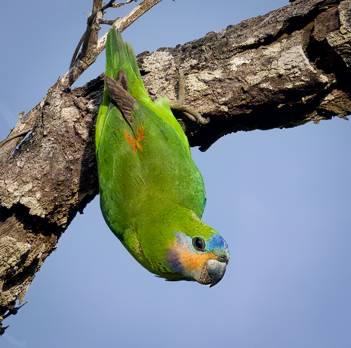 Double-eyed Fig-Parrot (Double-eyed) - ML588281461