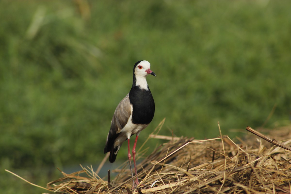 Long-toed Lapwing - ML588283071