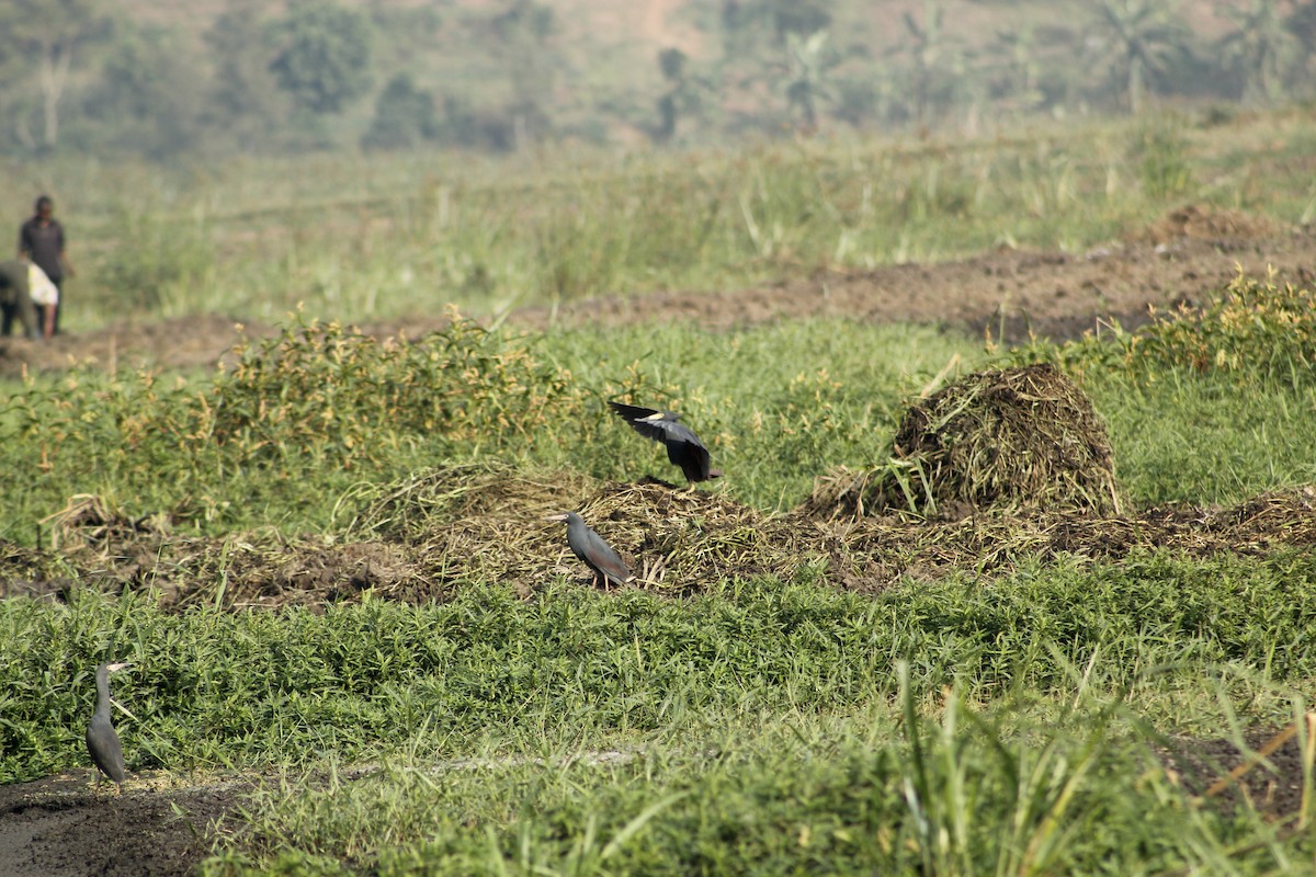 Rufous-bellied Heron - ML588283591