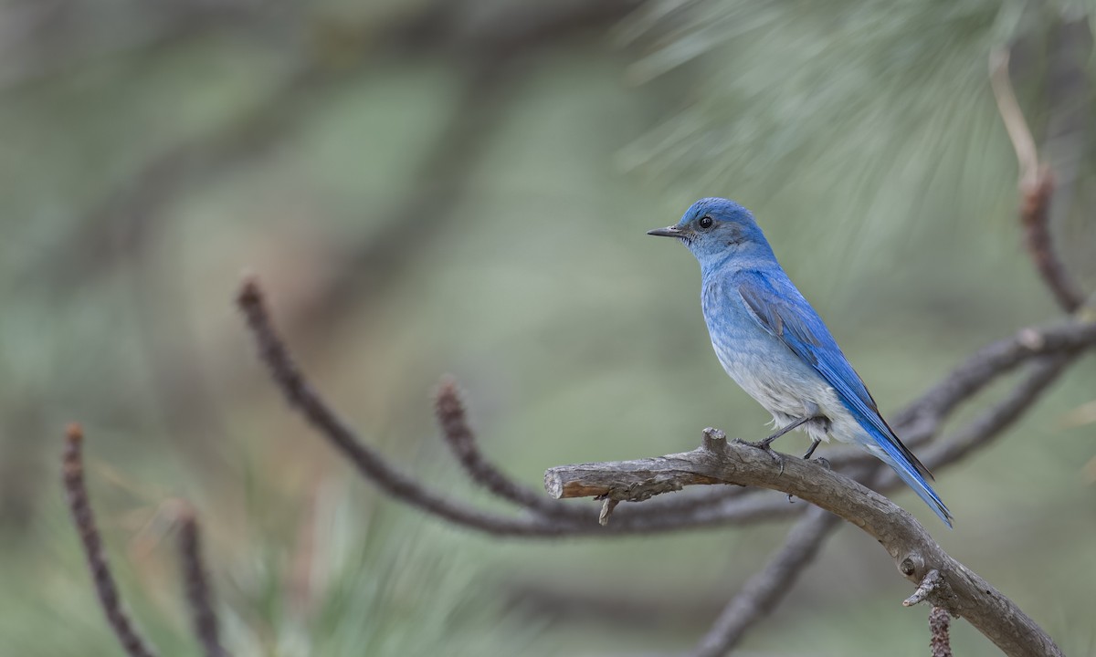 Mountain Bluebird - Becky Matsubara