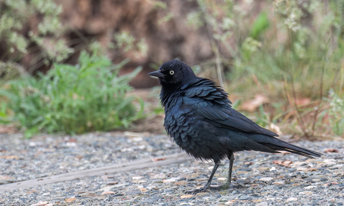 Brewer's Blackbird - ML588283801