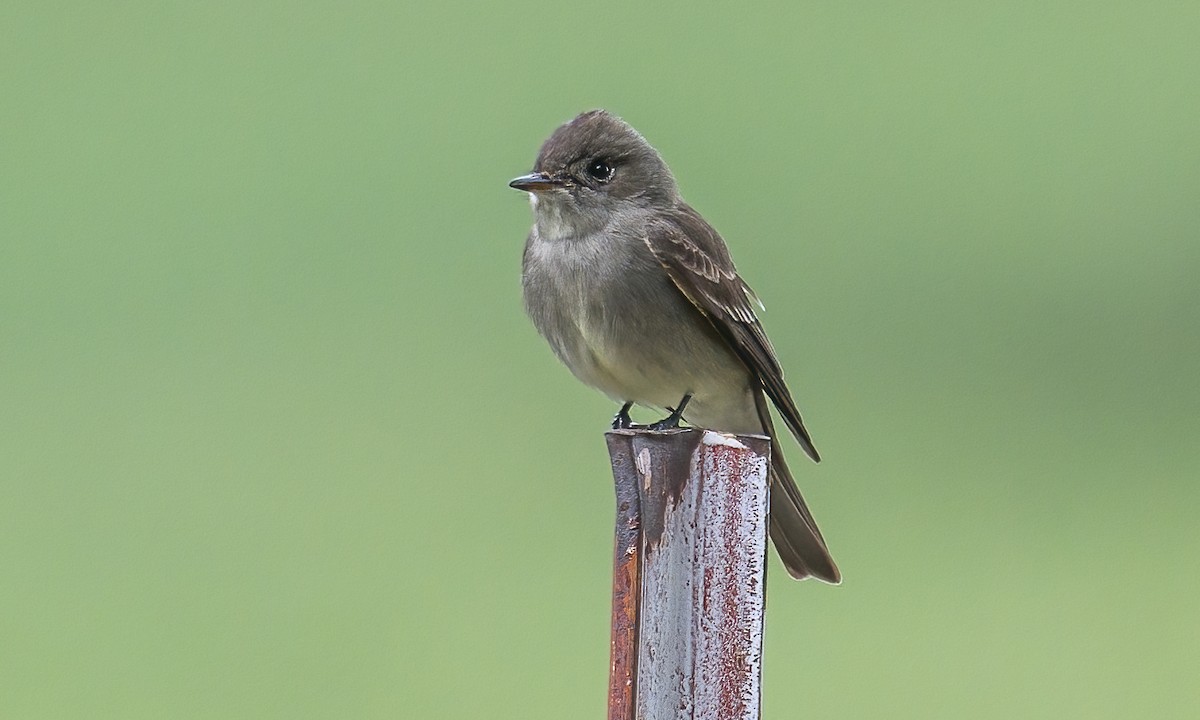 Western Wood-Pewee - ML588284881