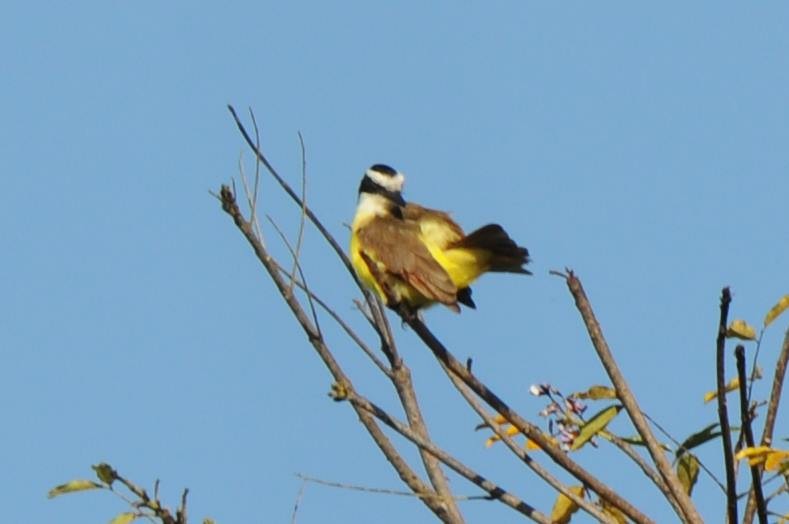 Great Kiskadee - ML588285121