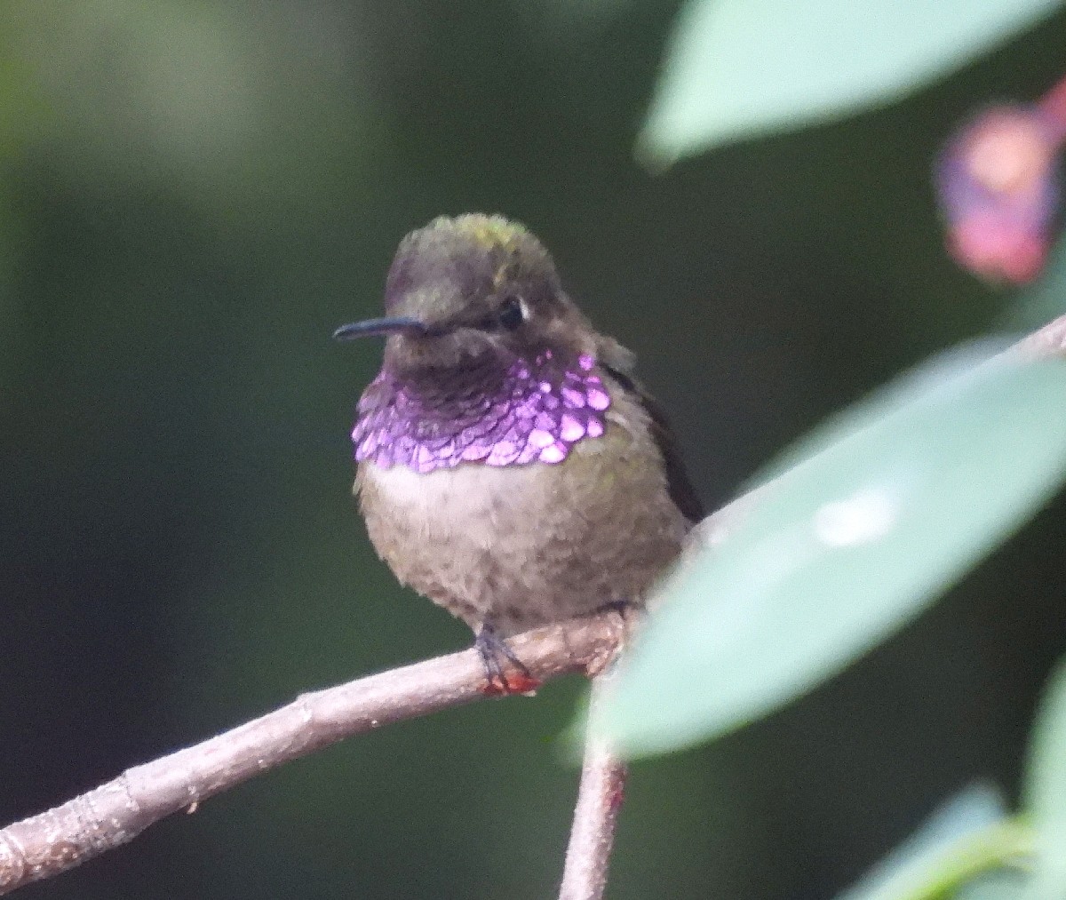 Black-chinned x Anna's Hummingbird (hybrid) - Bonnie Roemer