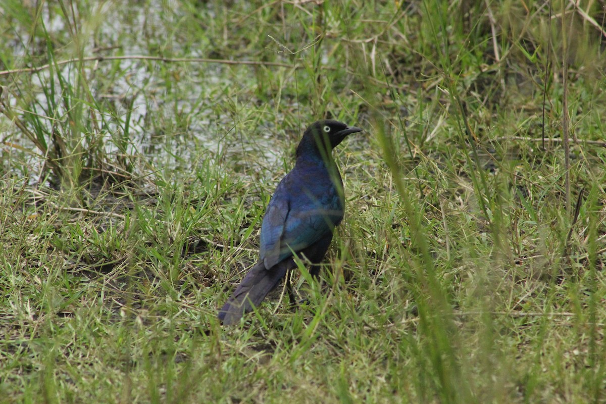 Rüppell's Starling - ML588285851