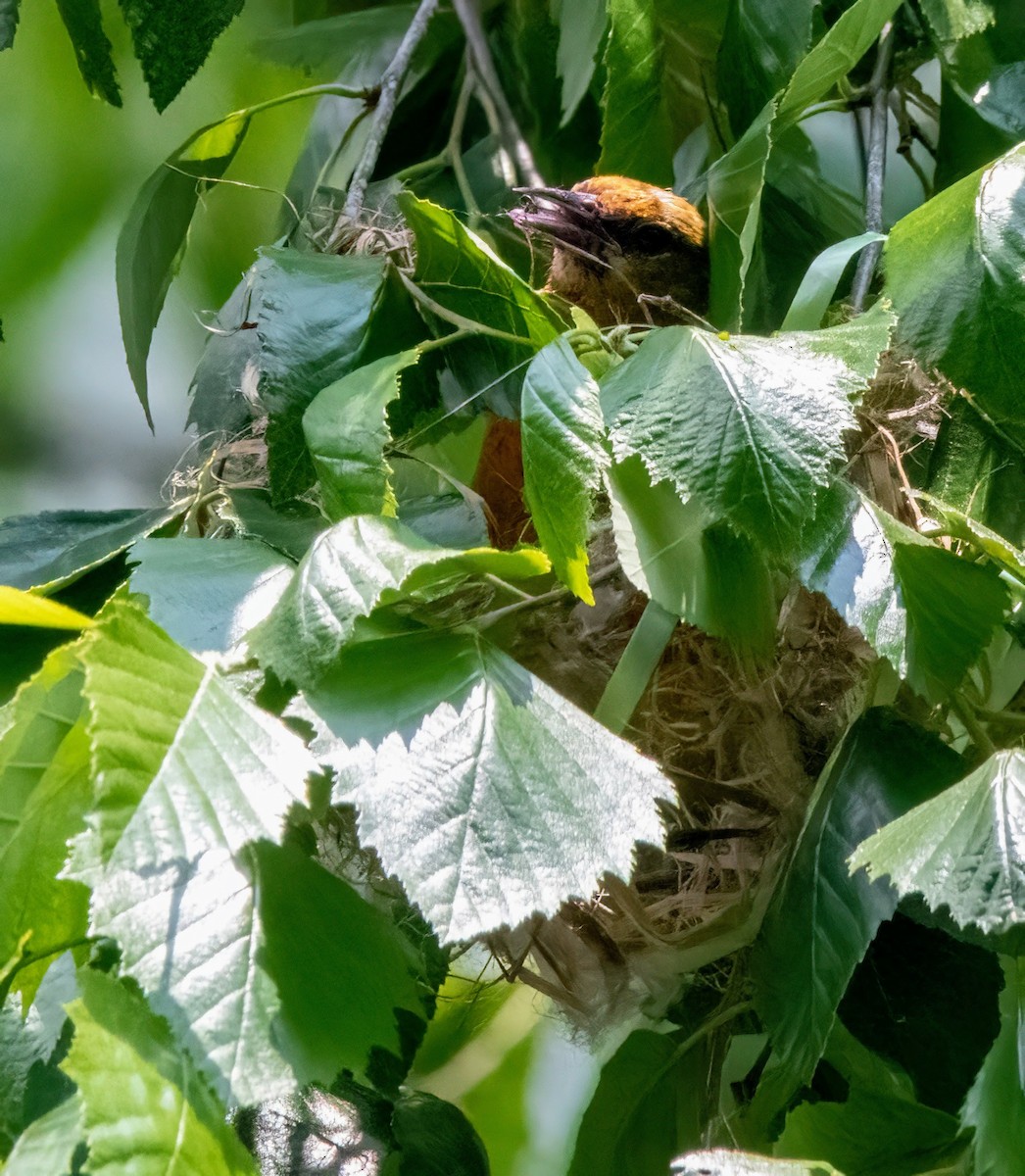 Baltimore Oriole - Steve Licata