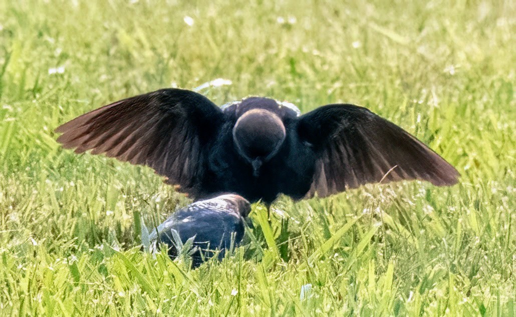 Brown-headed Cowbird - ML588286361