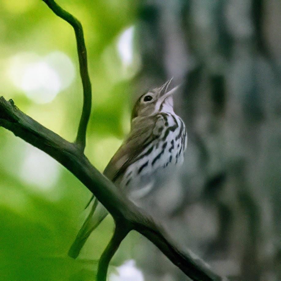 Ovenbird - Steve Licata