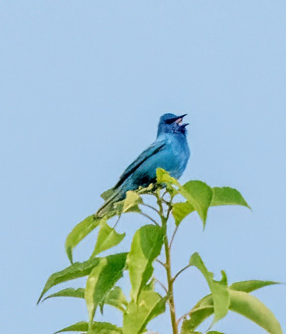 Indigo Bunting - Steve Licata