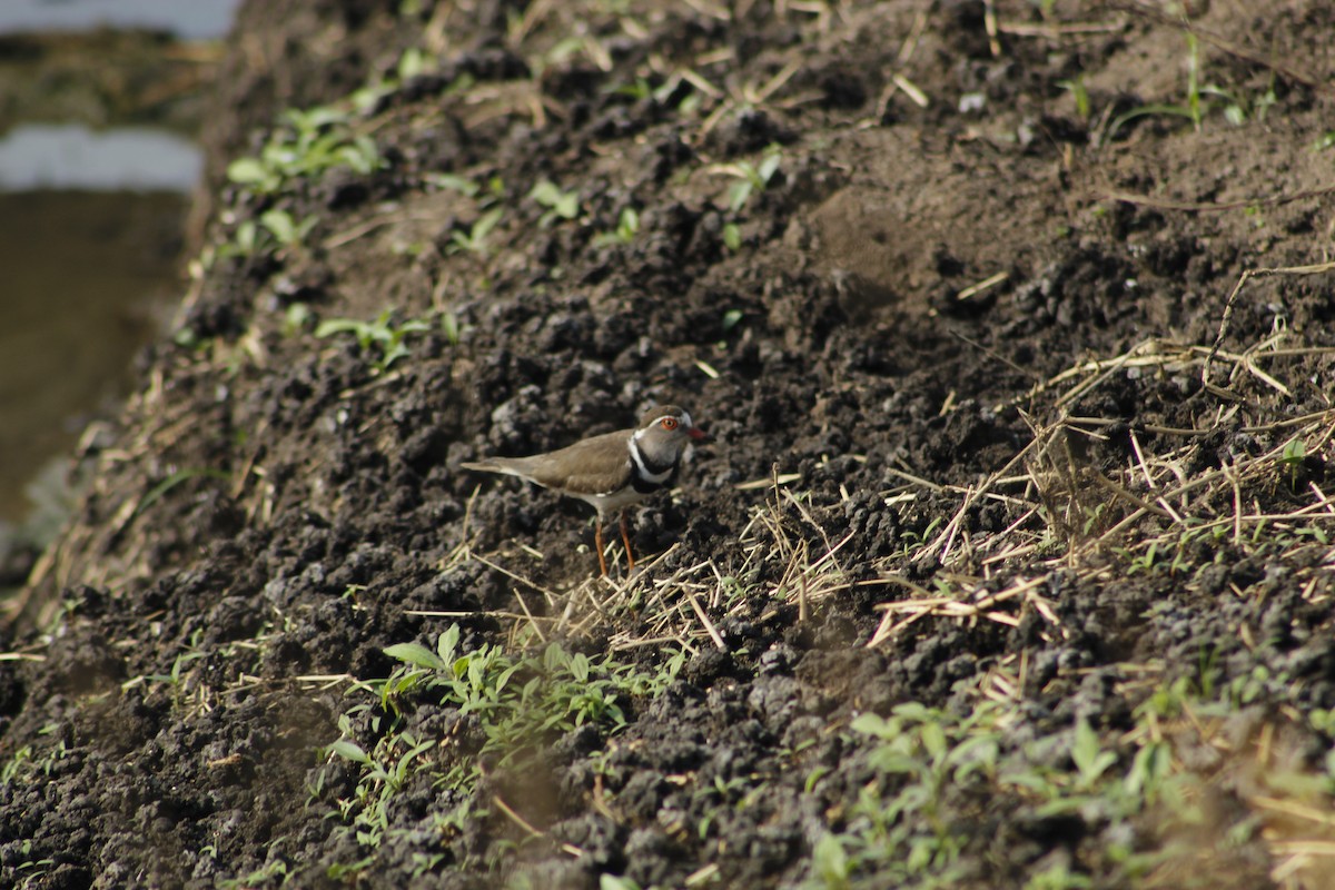 Three-banded Plover - ML588288111
