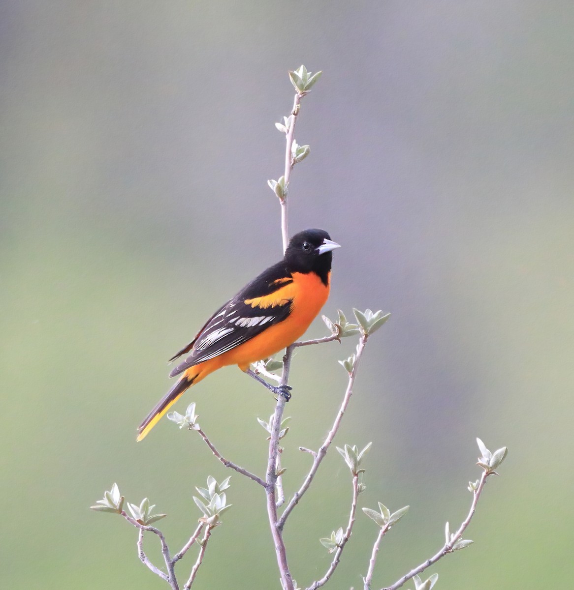 Baltimore Oriole - ML588288211