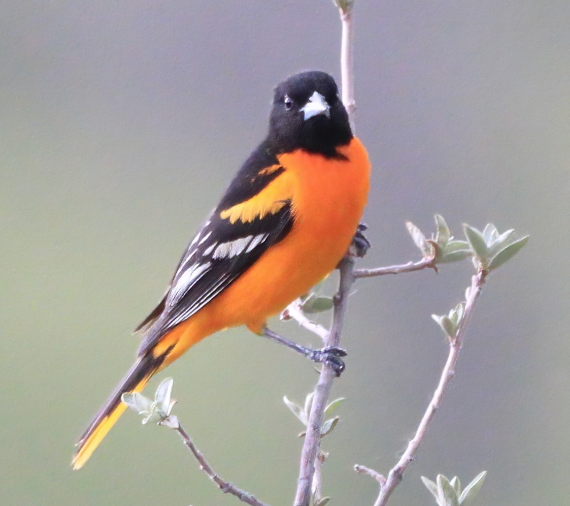 Baltimore Oriole - ML588288261