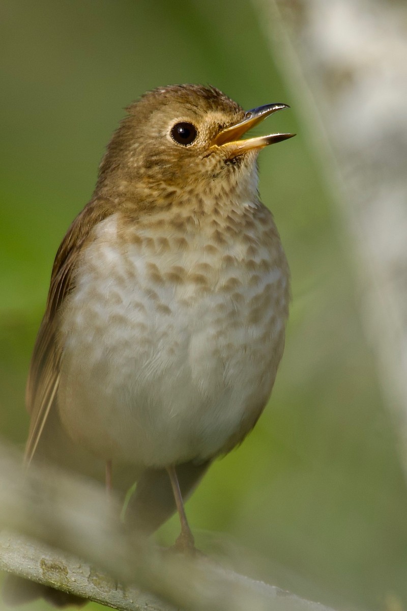 Swainson's Thrush - ML588288361
