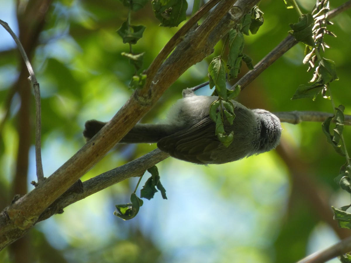 Bushtit (Pacific) - ML588288811