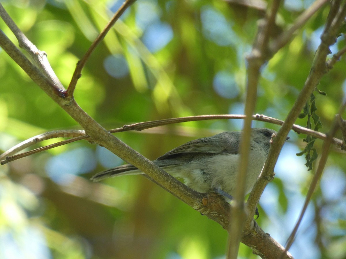 Bushtit (Pacific) - Matt Peppe