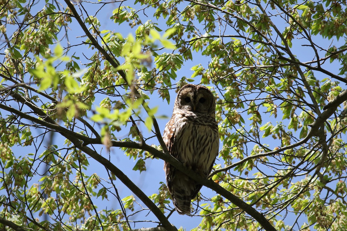 Barred Owl - ML588289791