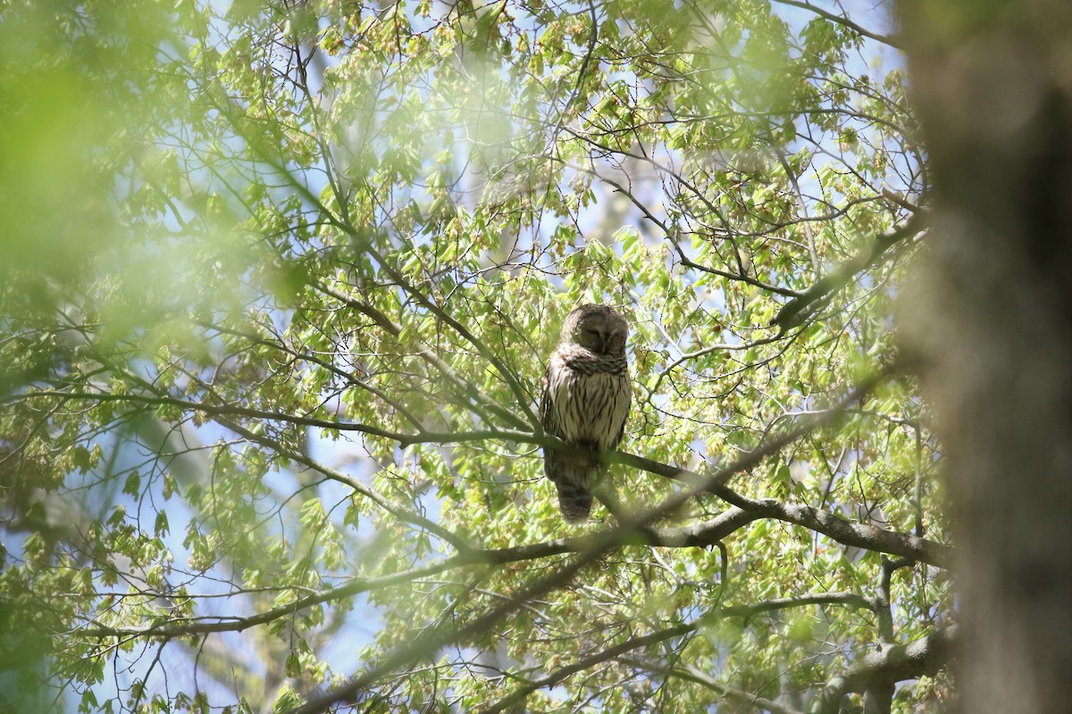 Barred Owl - ML588289831