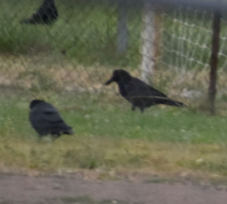 American Crow - ML588290711