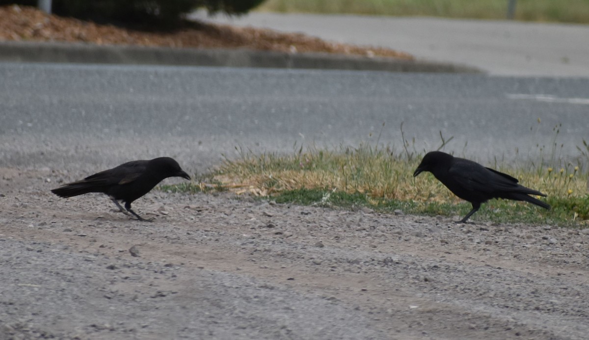 American Crow - ML588290761