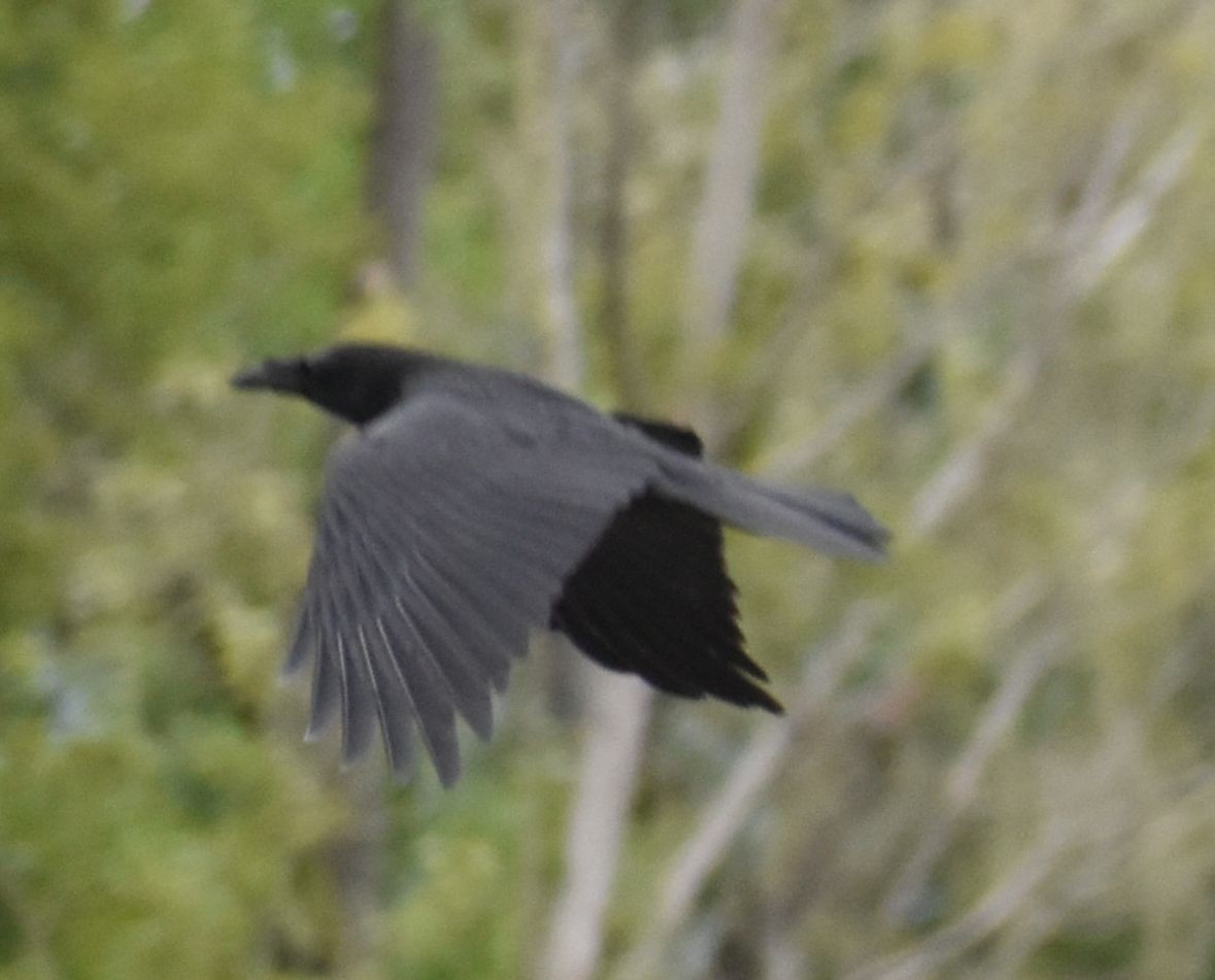 Common Raven - ML588290861