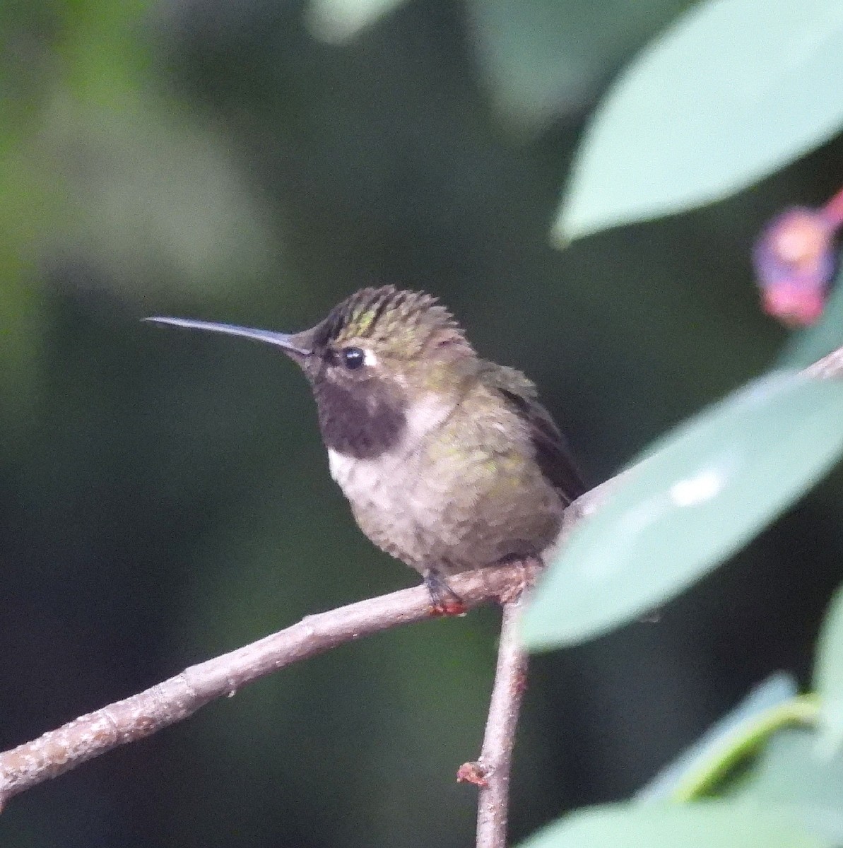 Black-chinned x Anna's Hummingbird (hybrid) - Bonnie Roemer