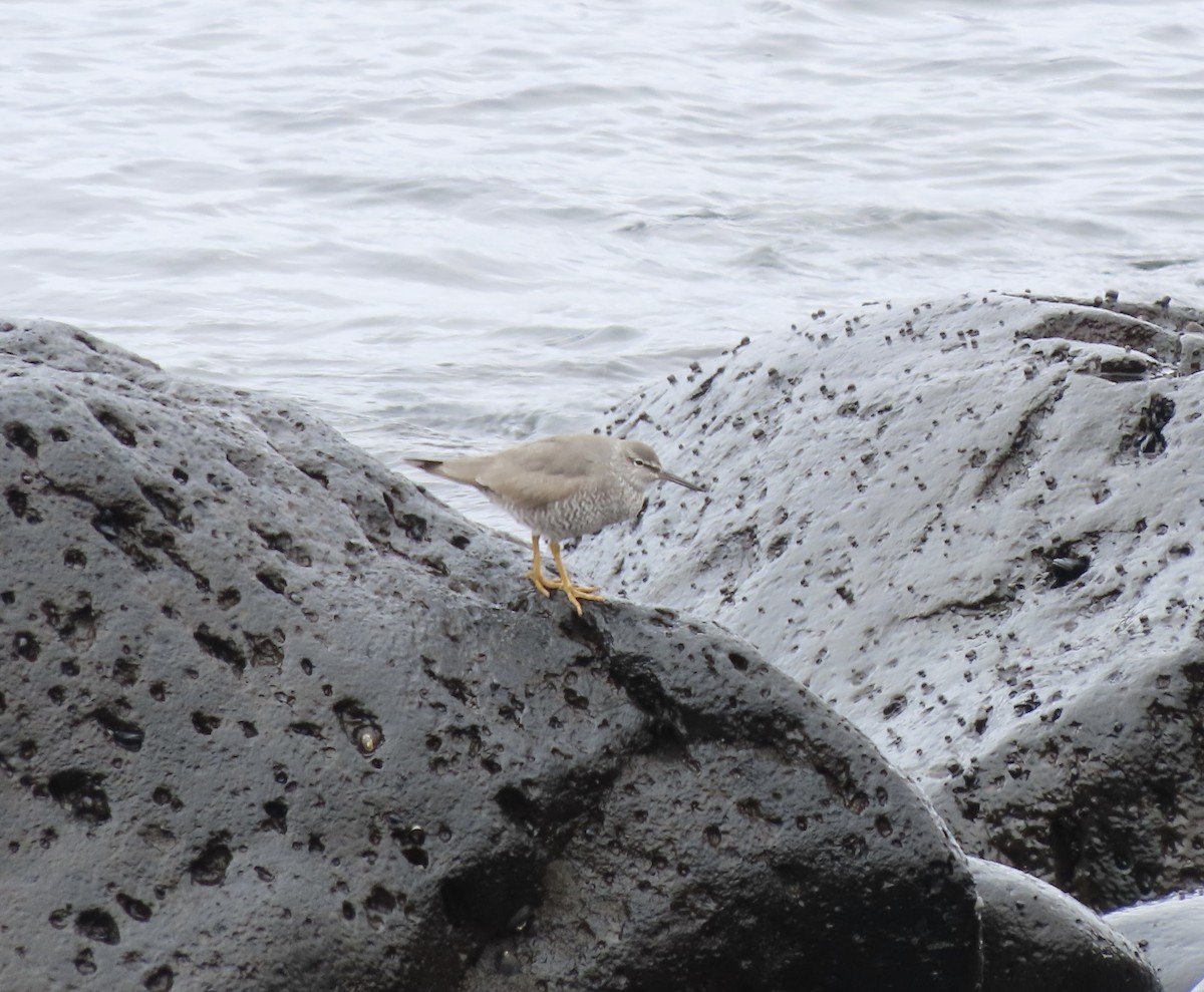 Wandering Tattler - ML588290981