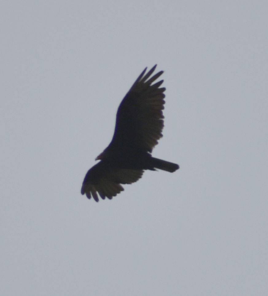 Turkey Vulture - ML588291161