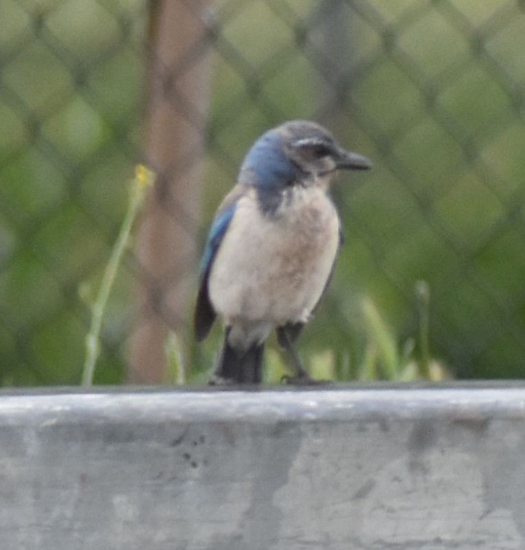 California Scrub-Jay - ML588291281