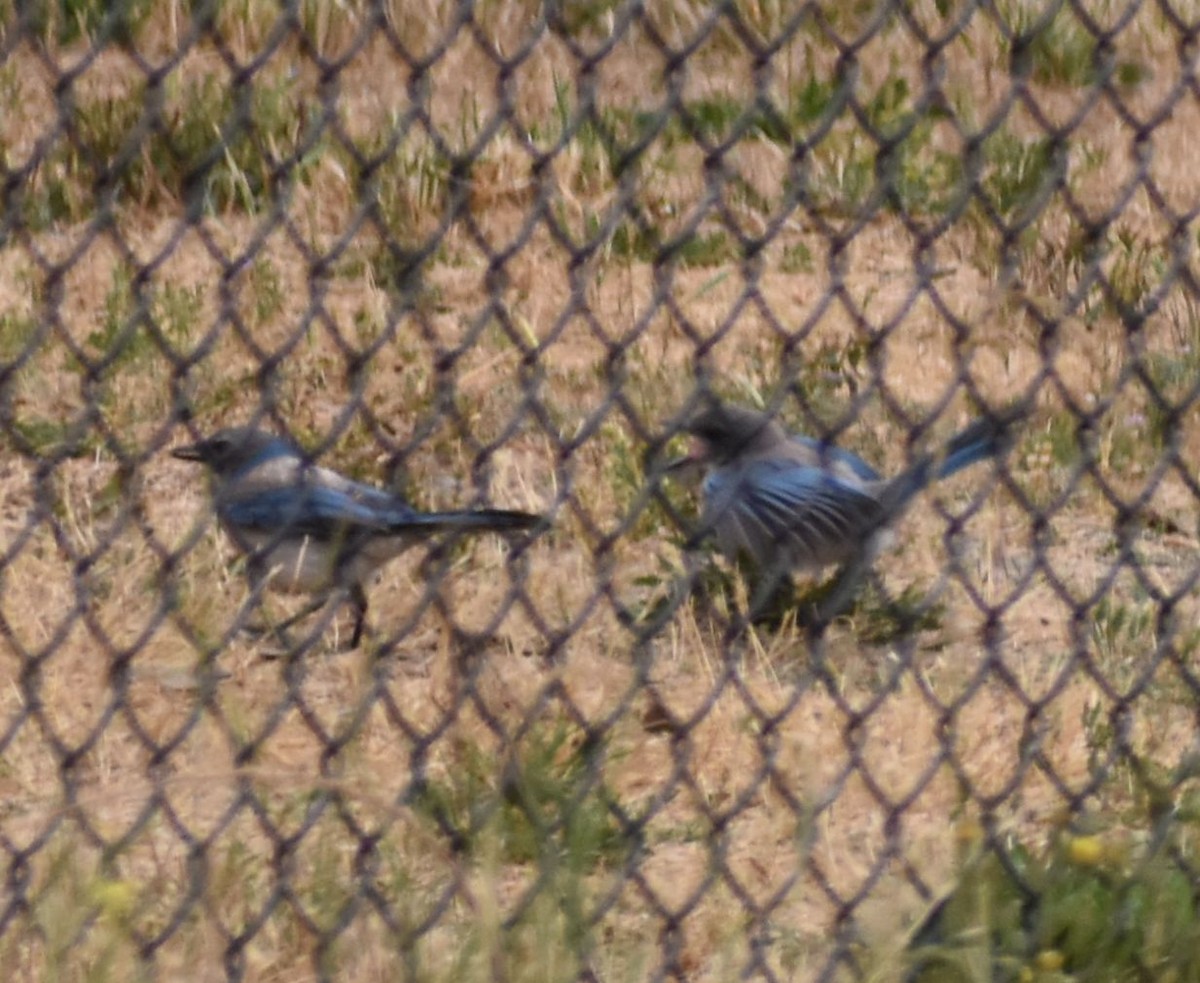 California Scrub-Jay - ML588291301