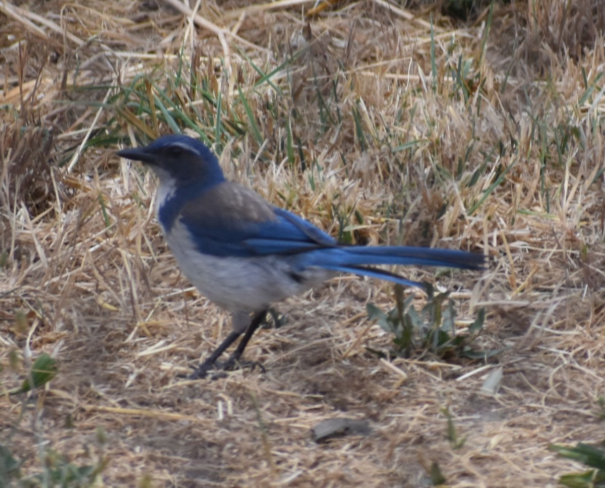 California Scrub-Jay - ML588291311