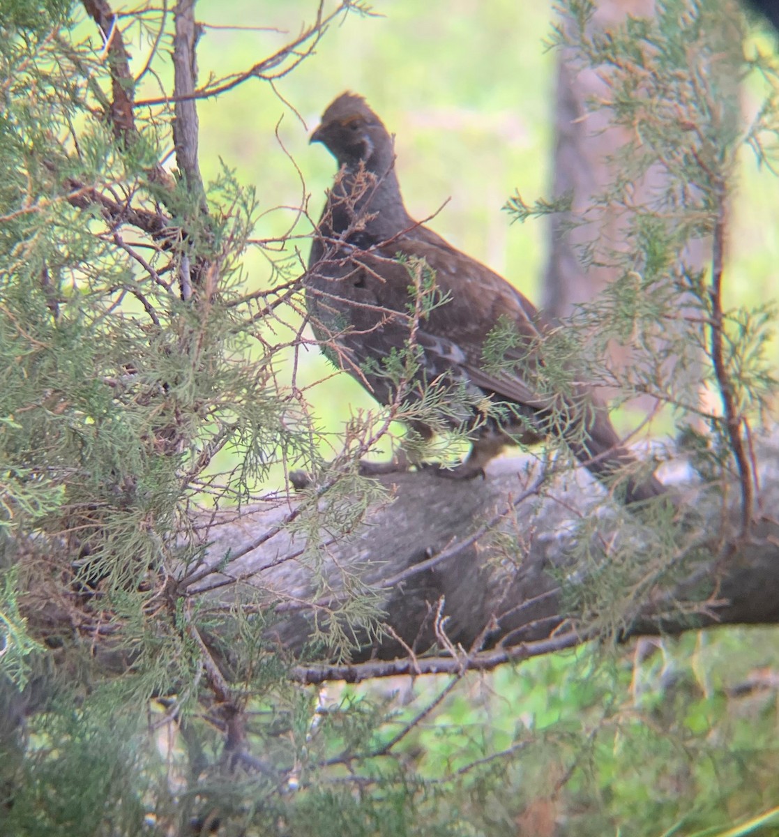 Dusky Grouse - ML588291331